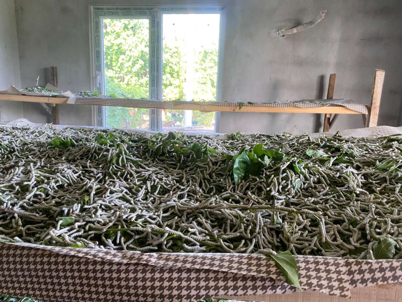 Muğla Köyceğiz’de Beyaz Altın Hasadı Başladı: Bir Böcekten Binlerce Metre İpek Çıkıyor 1